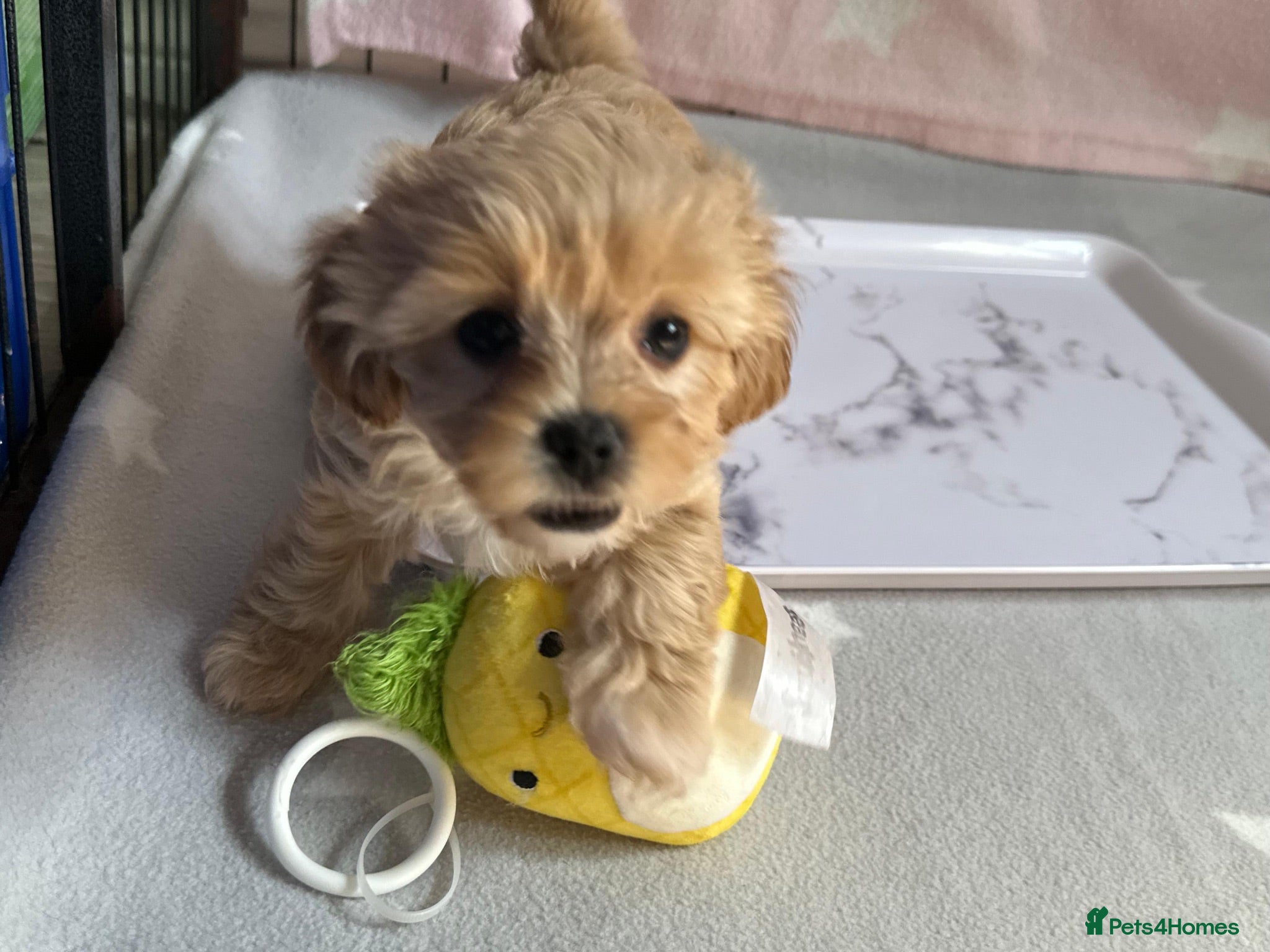 Mixed Breed dogs Beautiful Litter of Shihpoochon Puppies - Advert 2