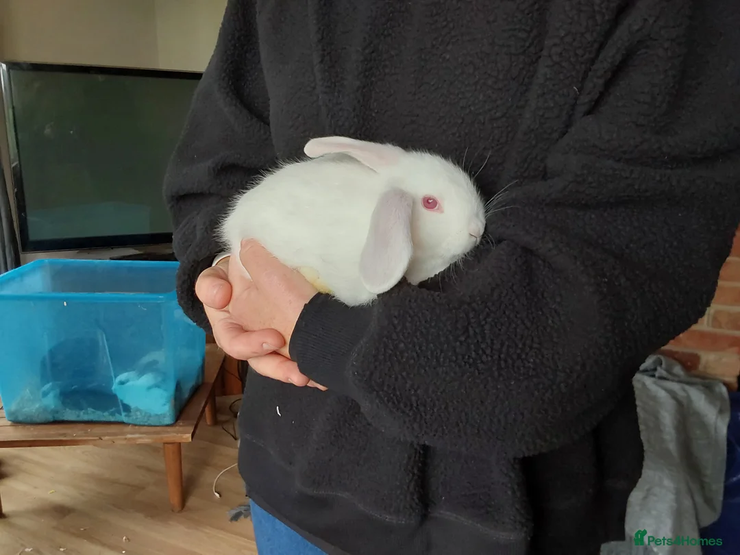 Mixed Breed rabbits for sale: Cute Albino Bunnies  - Advert 6