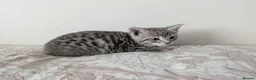 Bengal cats for sale: Bengal kittens Ready to leave now  - Advert 8