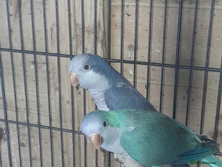 Parrots birds - Advert 2