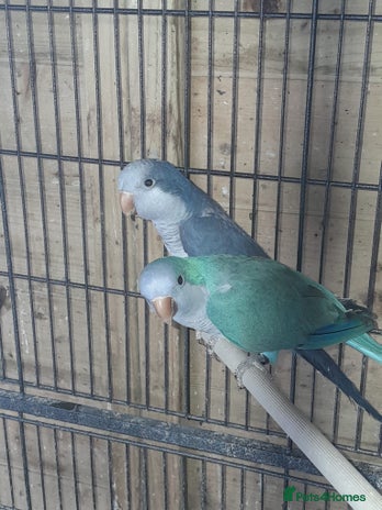 Parrots birds for sale - Advert 2