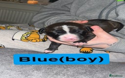 Mixed Breed dogs for sale: Dalmatian/Labrador cross staffy  - Image 7