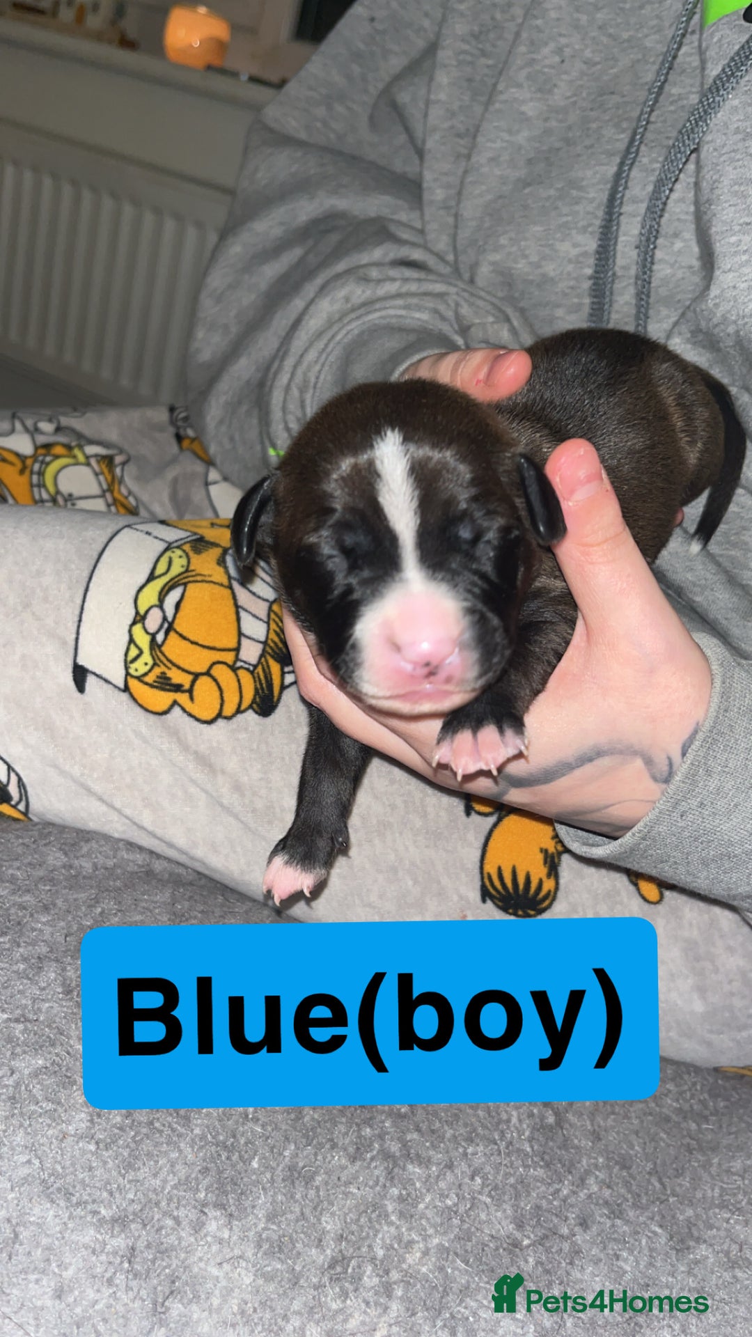 Mixed Breed dogs for sale: Dalmatian/Labrador cross staffy  - Image 7