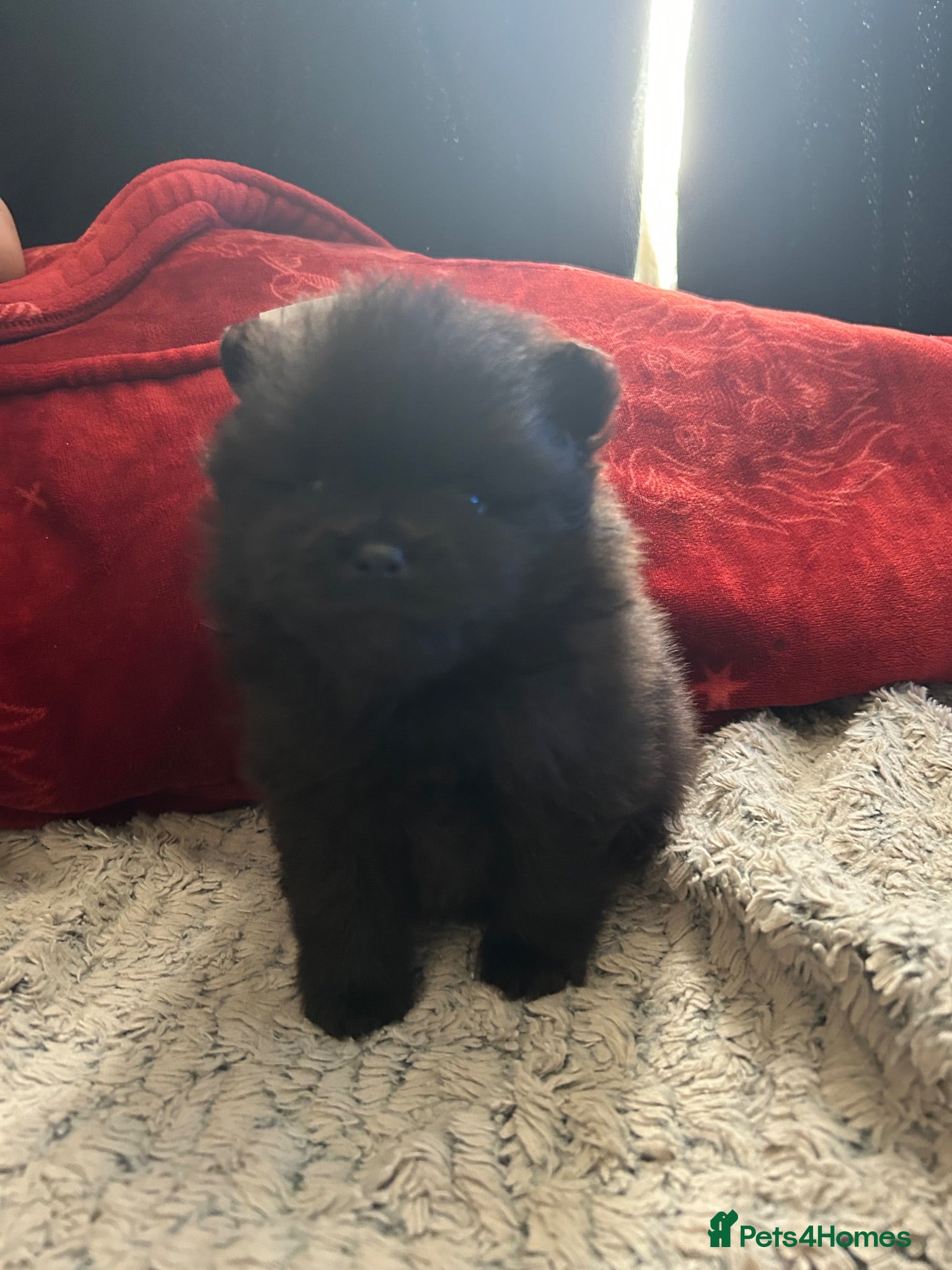 Pomeranian dogs Male pom pup  - Advert 9