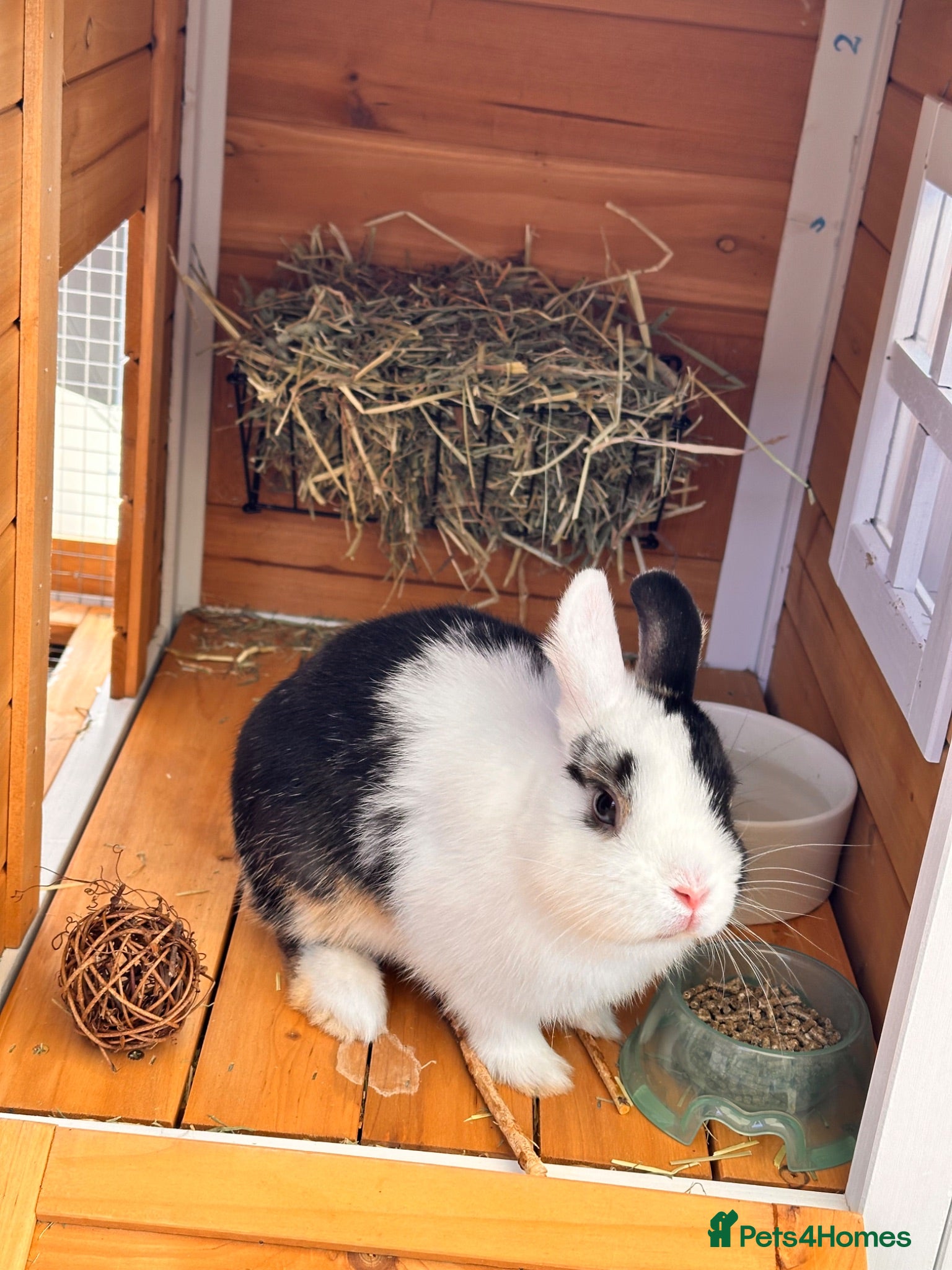 Netherland Dwarf rabbits Sweet Originally Netherland Dwarf over 6 month  - Advert 15