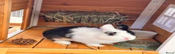 Netherland Dwarf rabbits for sale: Sweet Netherland Dwarf over 6 month  in Hatfield - Advert 2