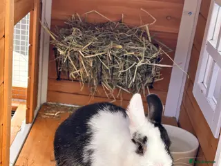 Netherland Dwarf rabbits Sweet Originally Netherland Dwarf over 6 month - Advert 15