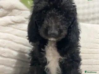 Labradoodle dogs Labradoodles puppies ready now - Advert 2