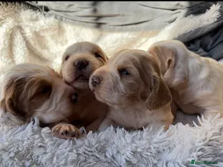 Cocker Spaniel dogs 4 beautiful cocker spaniel puppies - Advert 1
