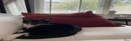 Mixed Breed cats for sale: Gorgeous Tuxedo Male  - Advert 10
