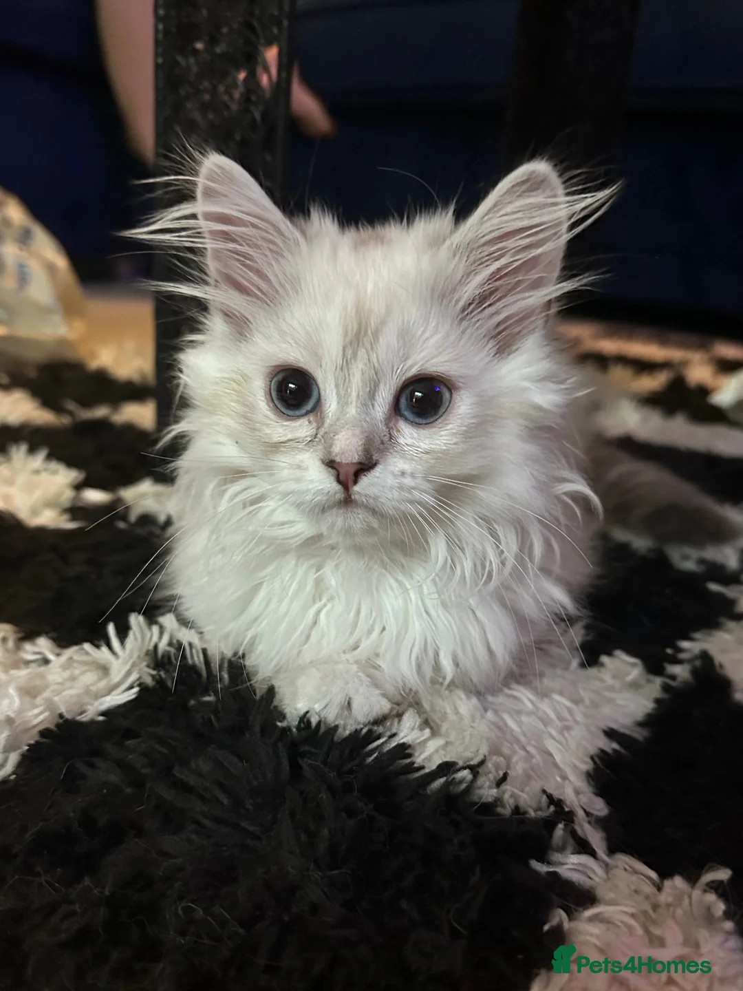 Ragdoll cats for sale: 3 Beautiful Ragdoll Kittens - Advert 1