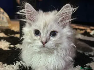 Ragdoll cats 3 Beautiful Ragdoll Kittens - Advert 1