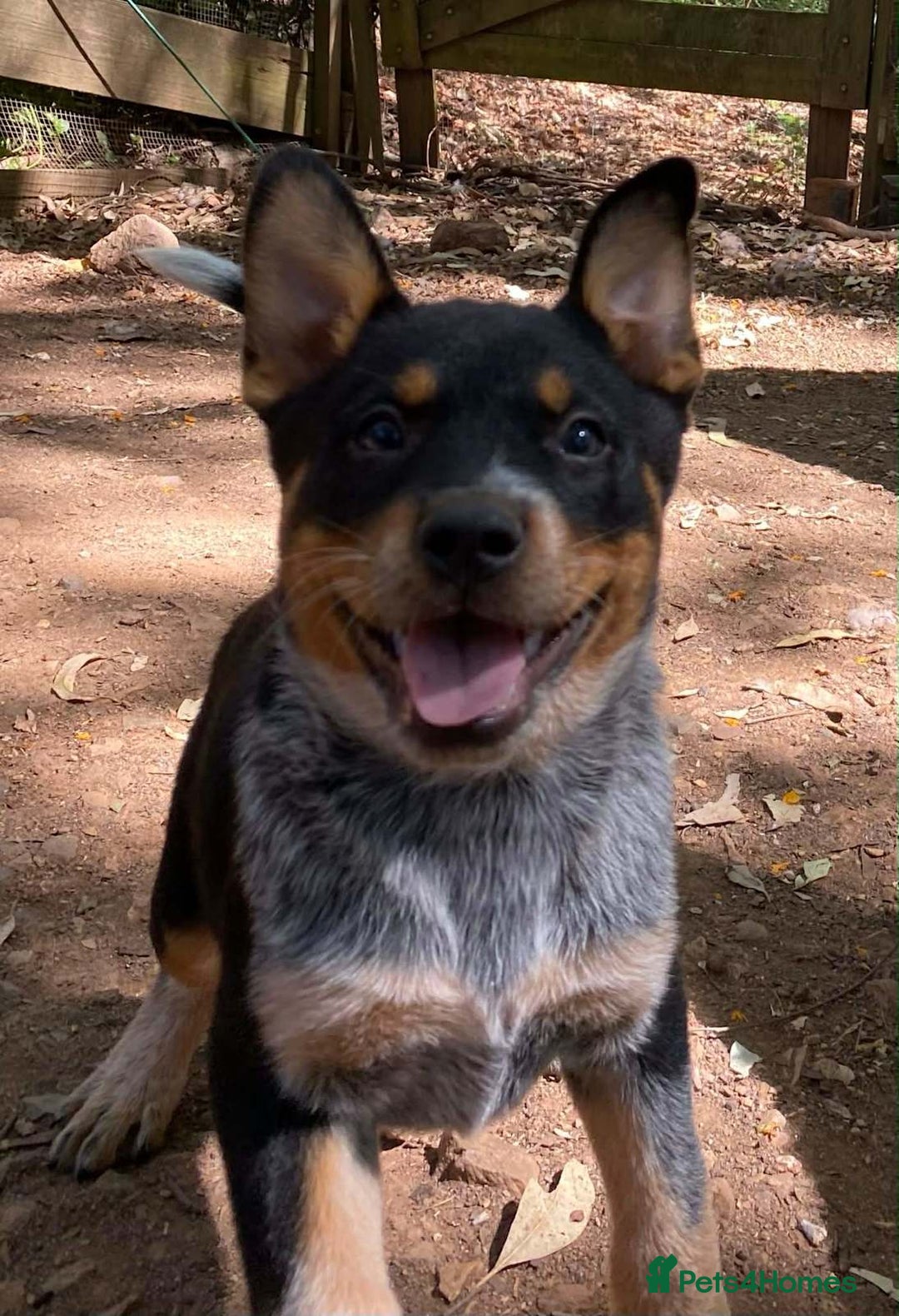 Australian Cattle Dog dogs for sale: Sweet And Loveable Litters Australian Cattle Dogs - Advert 5