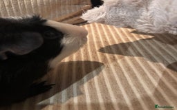 Guinea Pig rodents for sale: 3 boars for sale - Image 10