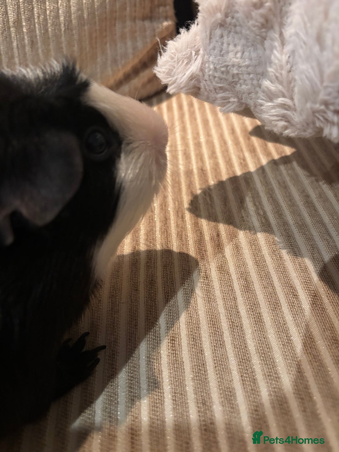 Guinea Pig rodents for sale: 3 boars for sale - Image 10