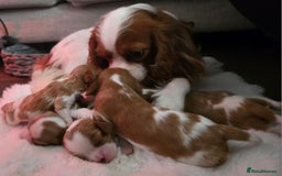 Cavalier King Charles Spaniel dogs for sale: Cavalier King Charles spaniel girl  - Image 8