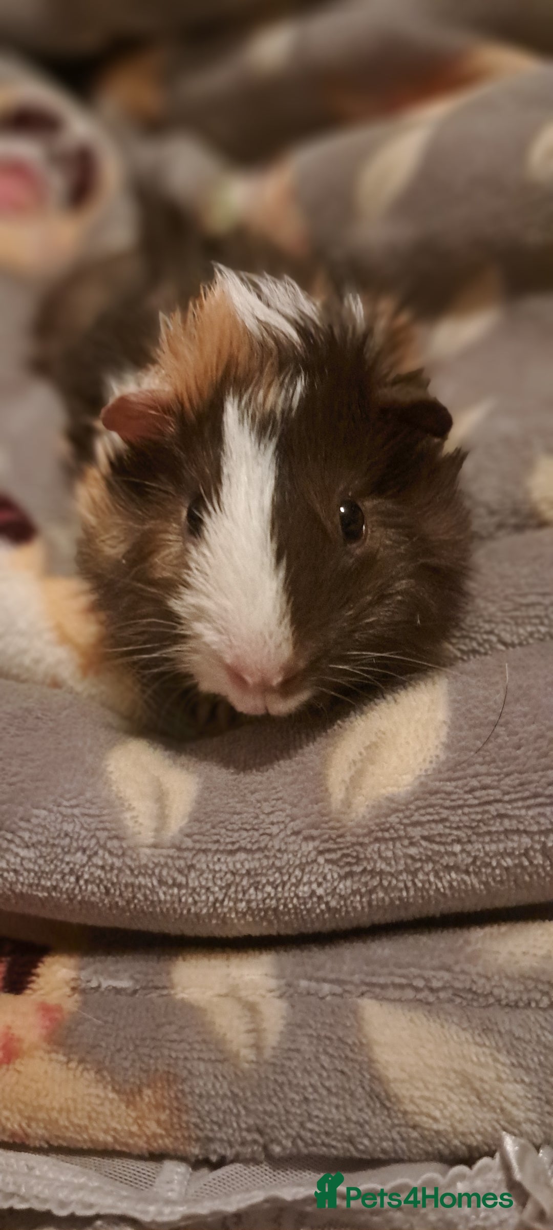Guinea Pig rodents for sale: Young boar Guinea pigs for sale  - Advert 3