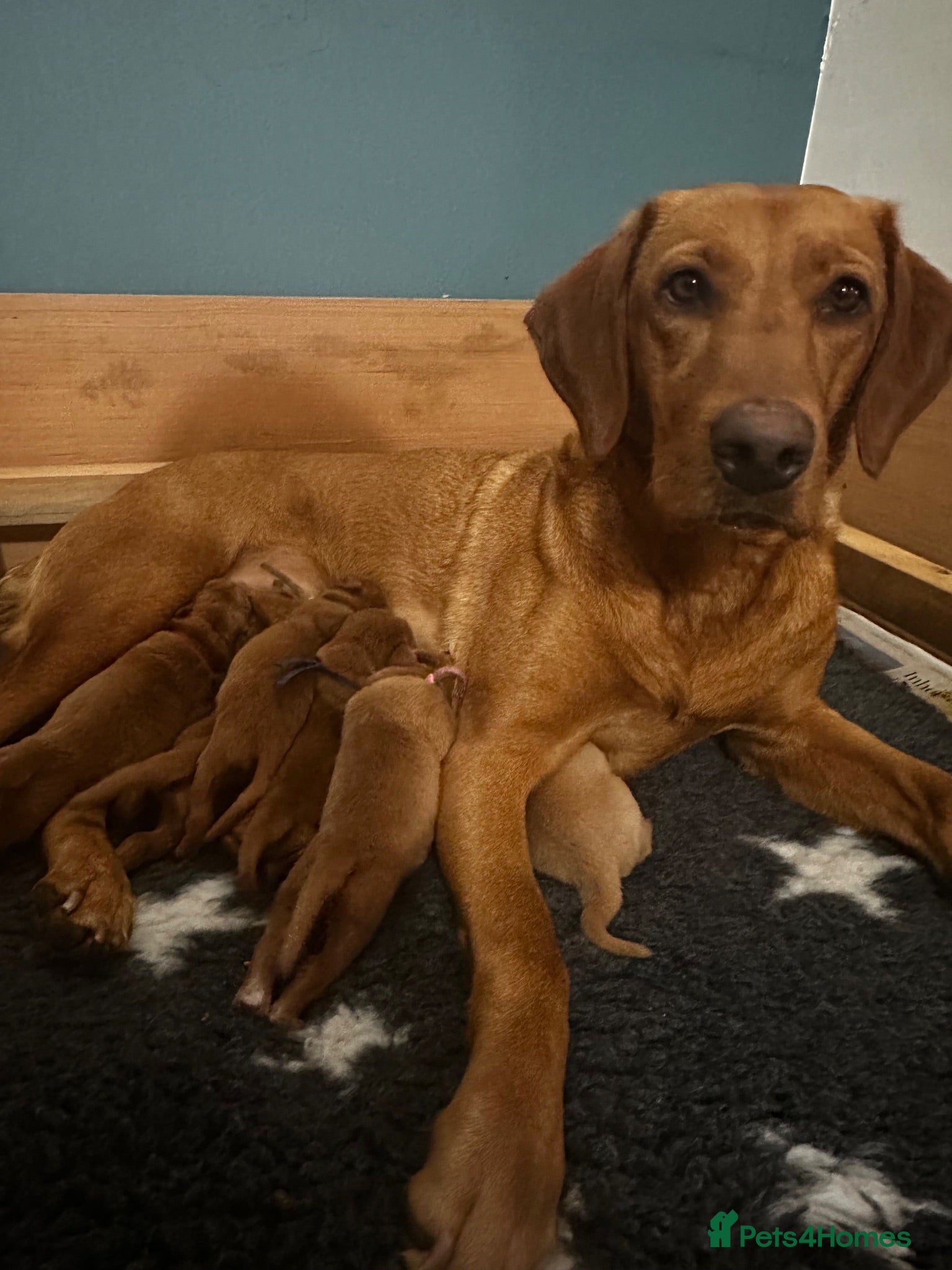 Labrador Retriever dogs Fox Red Labrador Puppies 🐾 - Advert 1