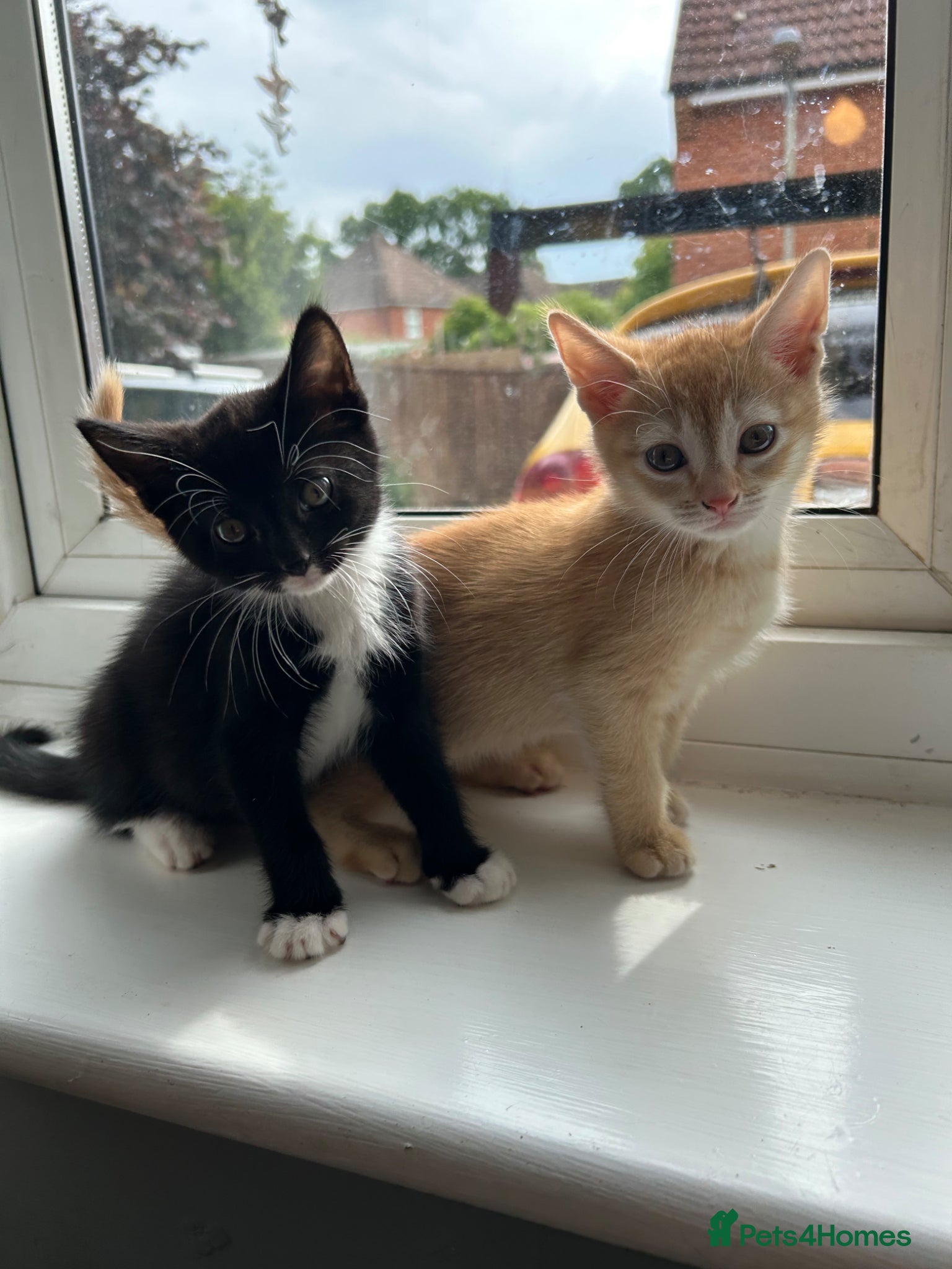 Abyssinian cats STUNNING ABYSSINIAN MIXED BABIES NEEDING HOMES  - Advert 2