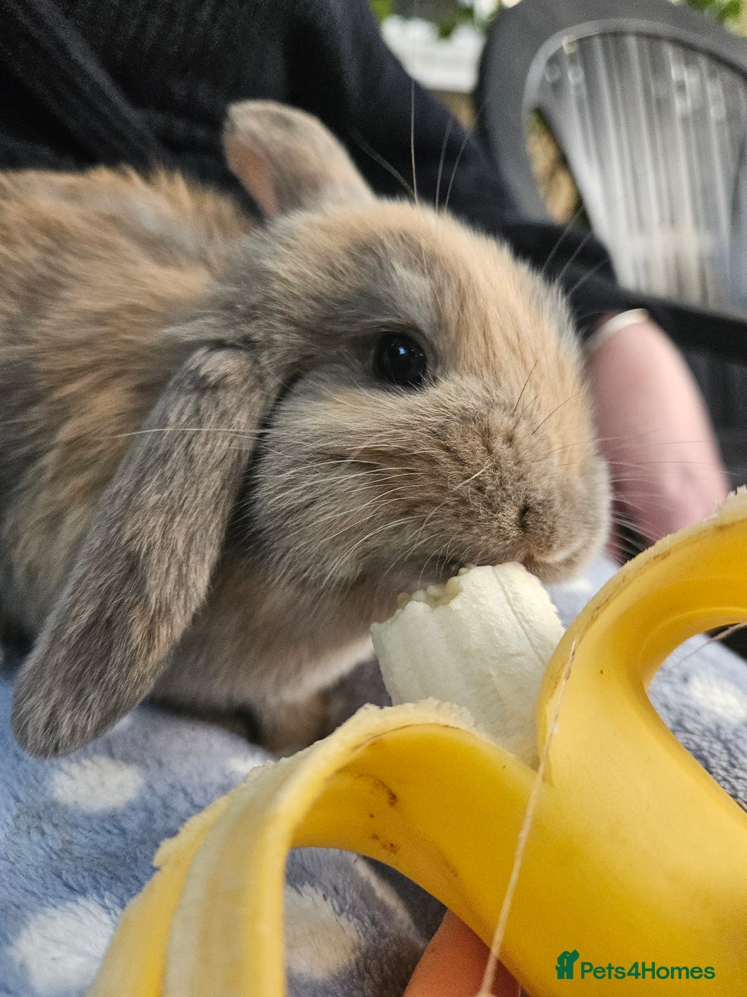 Mini Lop rabbits for sale: 4 gorgeous mini lop boys - Image 5