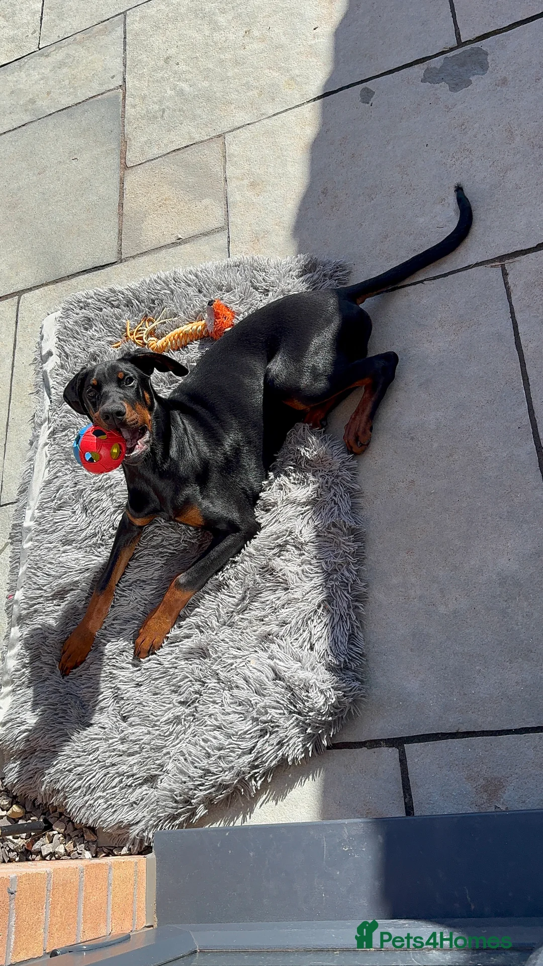 Dobermann dogs for sale: Fully Trained, KC registered Doberman - Advert 14
