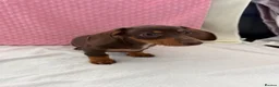 Miniature Dachshund dogs for sale: Miniature dachshund puppies in Largs - Advert 14