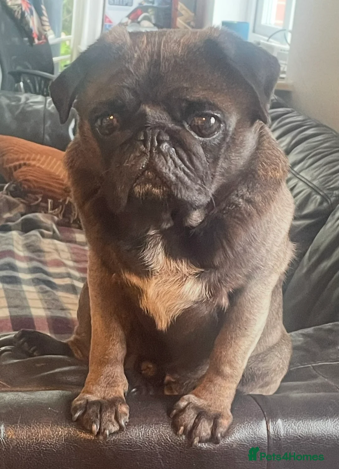 Pug dogs for stud: Beautiful KC Platinum Pug Stud - Advert 5