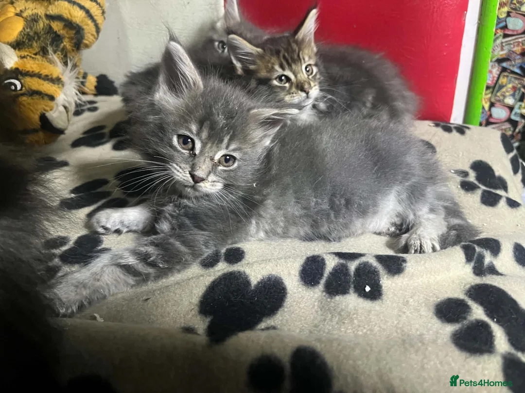 Maine Coon cats for sale: Maine coon American kittens  - Advert 1