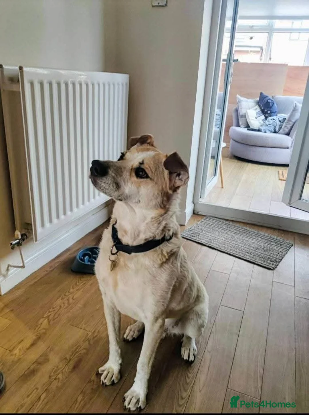 Mixed Breed dogs for adoption: Meet Barry,currently residing in Cheshire  - Advert 5