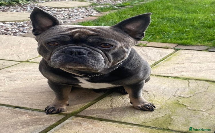 French Bulldog dogs - Advert 2
