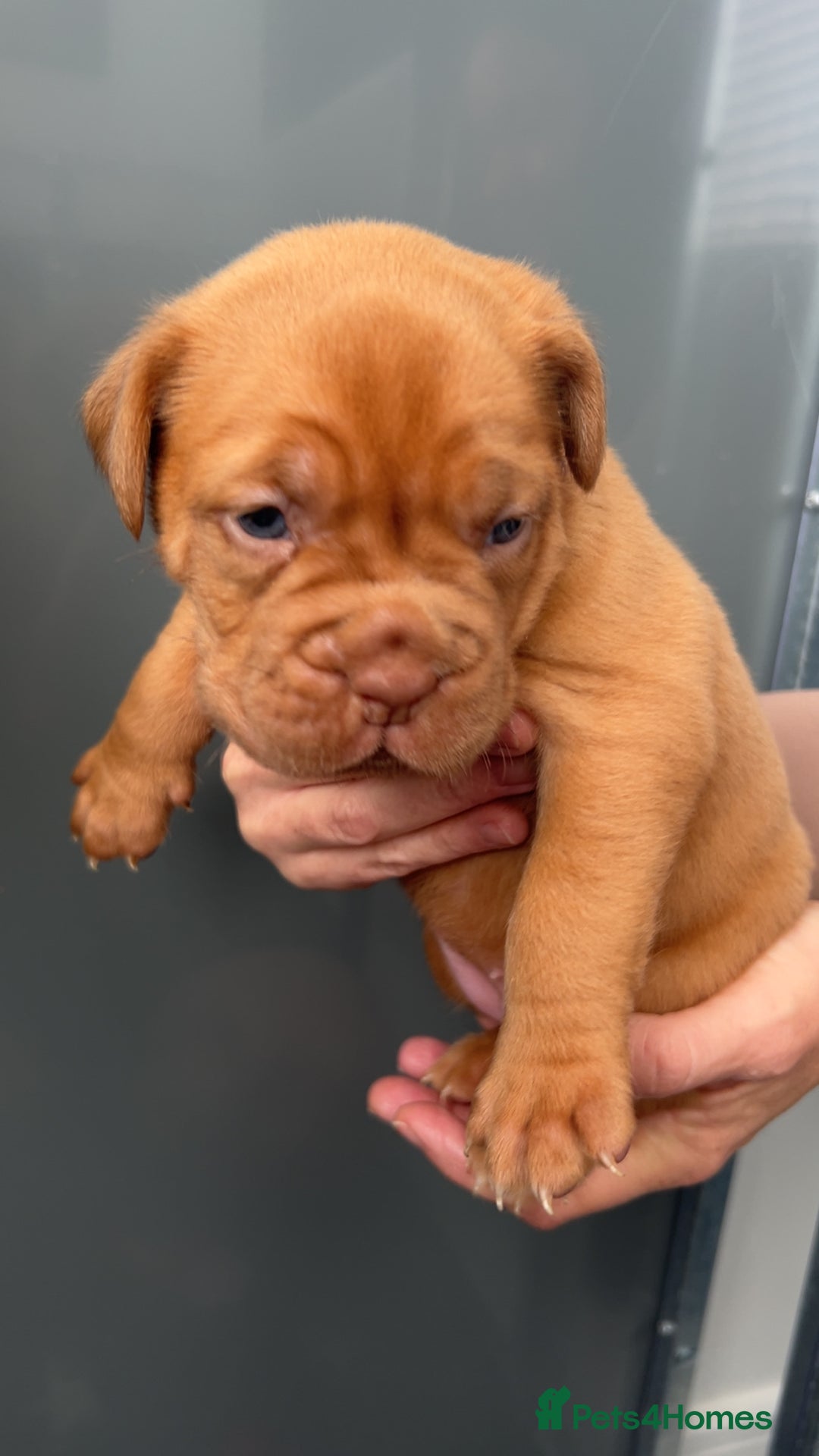 Dogue De Bordeaux dogs for sale: Chunky kc registered dogue de Bordeaux puppies - Advert 30