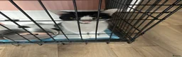 Mixed Breed cats for sale: Mum and kittens for sale  - Advert 4