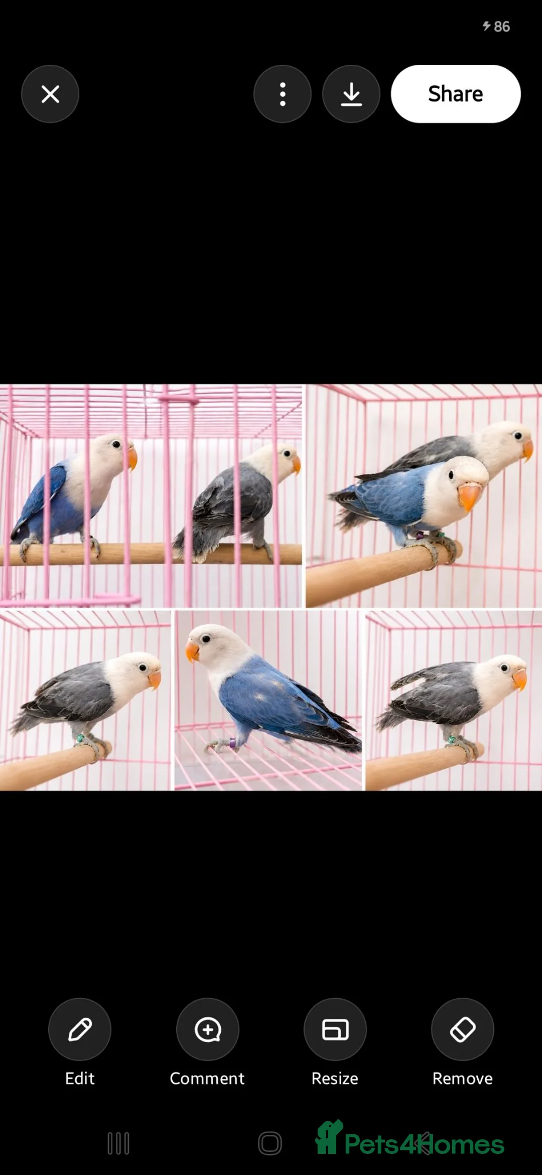 Lovebirds birds for sale: OPALINE DECINO YELLOW, DARK BLUE , DD BLUE OPALINE - Advert 2
