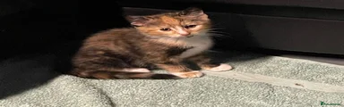 Calico girl 2