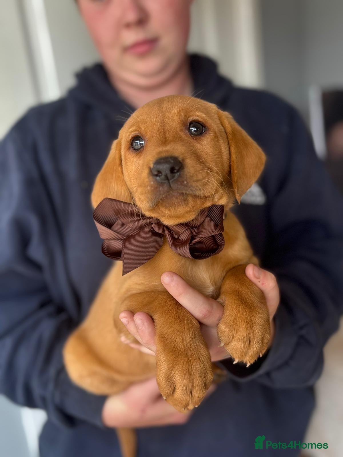 Labrador Retriever dogs Outstanding Labrador Puppies 🐶  - Advert 1