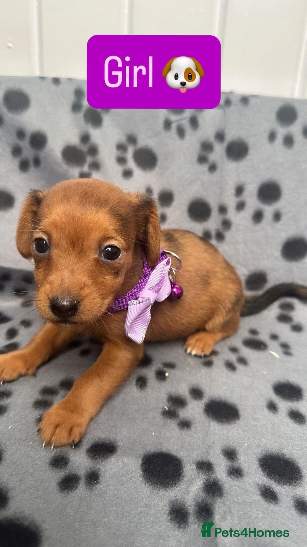 Jack Russell dogs for sale: Jack RussellxMini Dachshund ready to leave NOW 🏠 - Image 11