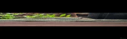 Axolotl reptiles for sale: Baby Axolotls  in Bathgate - Advert 3