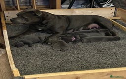 Staffordshire Bull Terrier dogs for sale: solid blues - Image 1