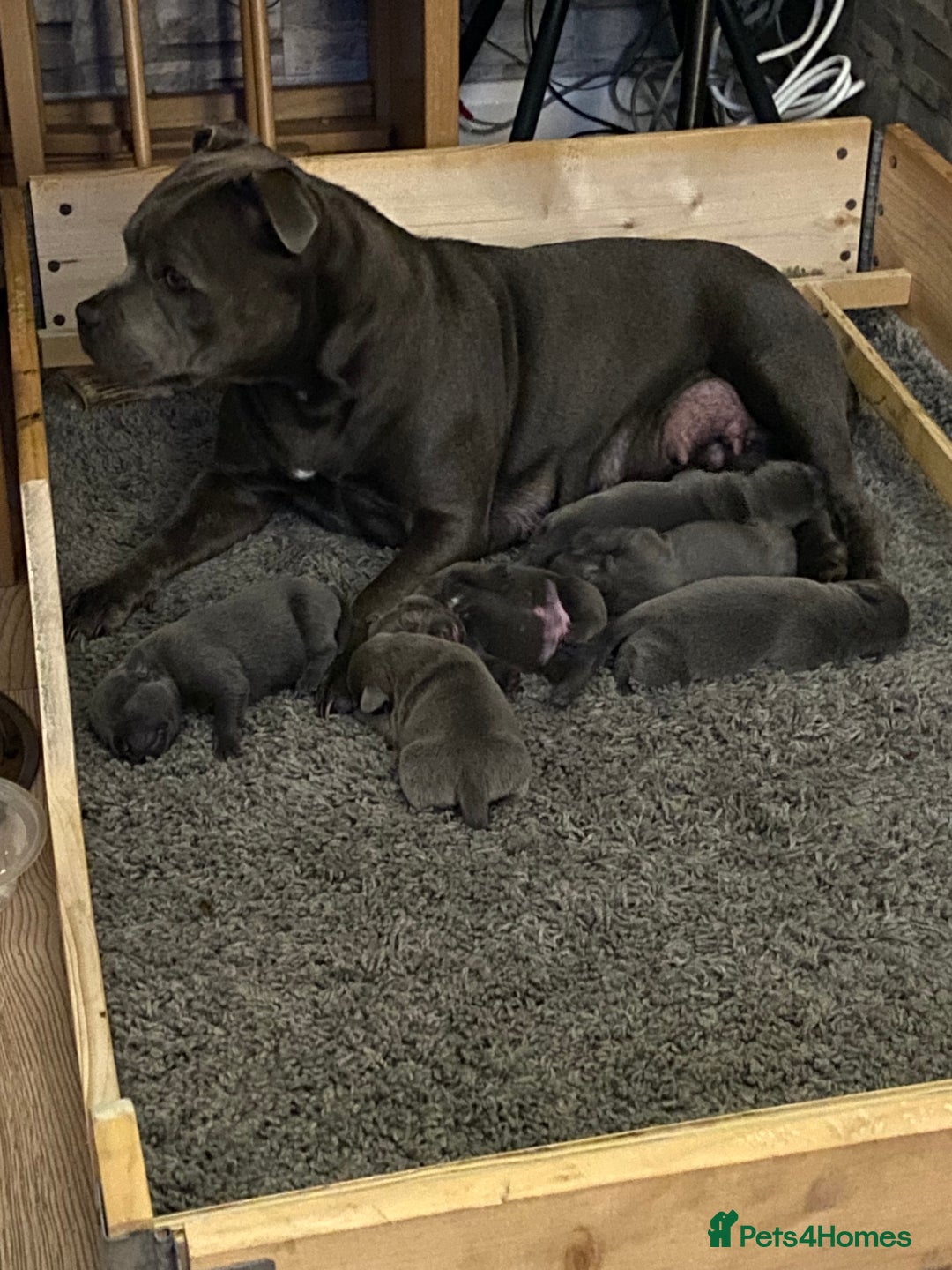Staffordshire Bull Terrier dogs for sale: solid blues - Image 1
