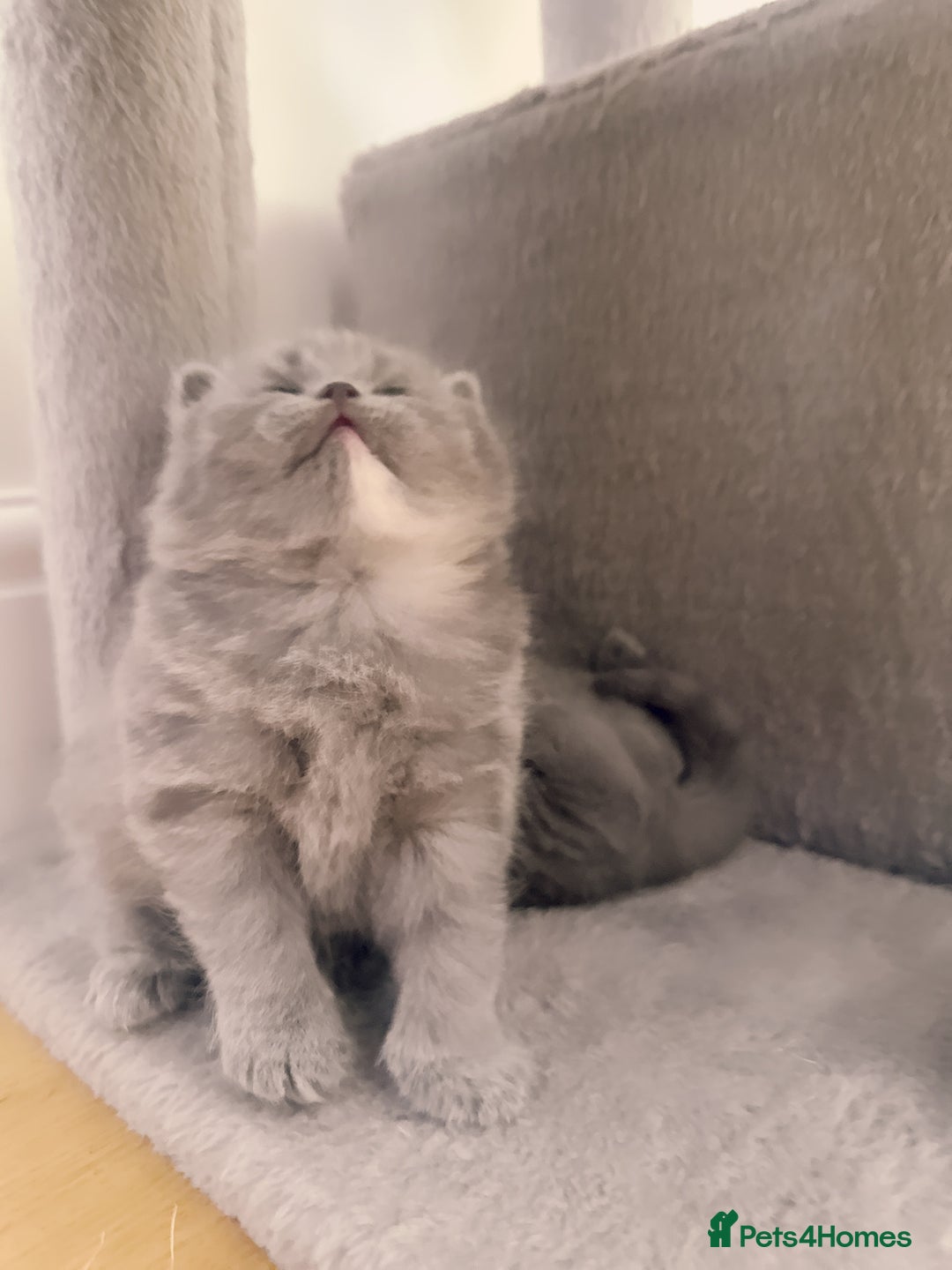 British Shorthair cats for sale: 2 female British short hair - Advert 21