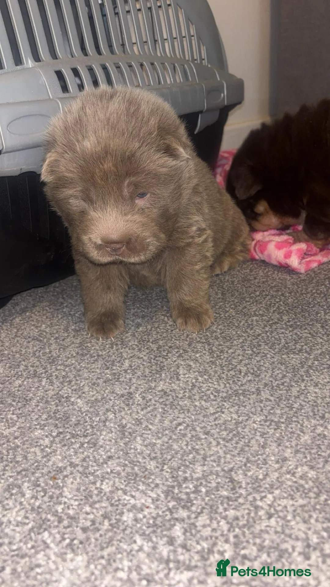 Shar Pei dogs for sale: Top quality choc and tan bear coat sharpies - Advert 32
