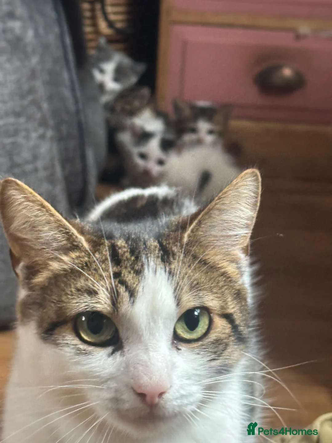 Mixed Breed cats for sale: Beautiful kittens ready to go - Advert 11