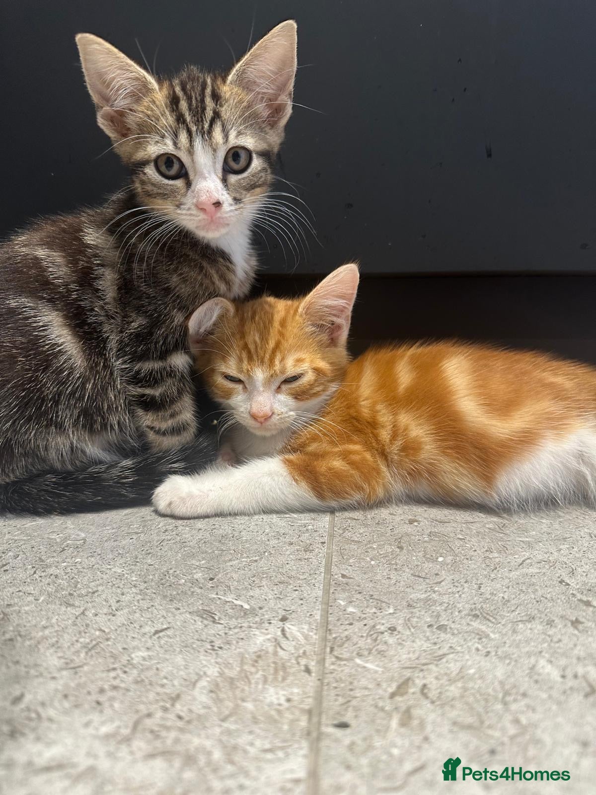 Mixed Breed cats Two gorgeous kittens for sale - Advert 17