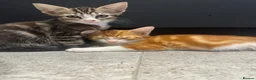 Mixed Breed cats for sale: Affectionate Brother & Sister Kittens - Advert 1