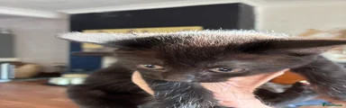 Mixed Breed Kitten 1