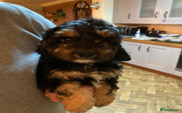 Cockapoo dogs ** Ready Now ** Freddie 😀 Male Phantom Cockapoo - Advert 4