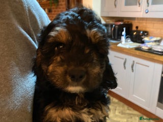Cockapoo dogs ** Ready Now ** Freddie 😀 Male Phantom Cockapoo - Advert 5