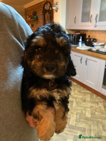 Cockapoo dogs ** Ready Now ** Freddie 😀 Male Phantom Cockapoo - Advert 4