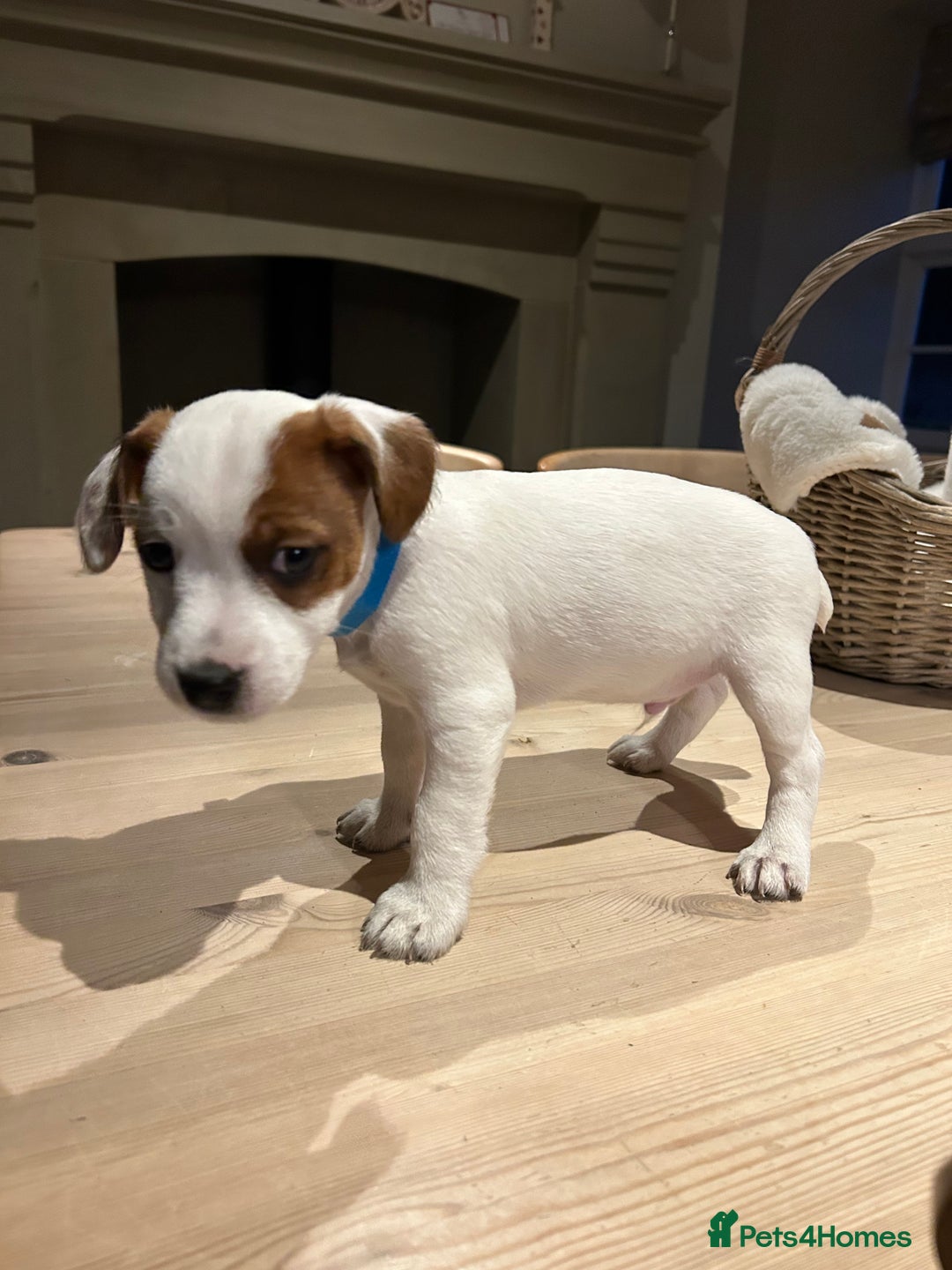 Mixed Breed dogs for sale: Parson / Jack Russell puppies - Advert 23