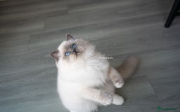 Ragdoll cats for sale: From Our Hearts to Yours – Ragdoll Kittens 💕 - Image 14